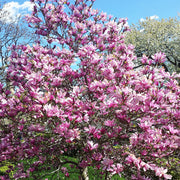 Magnolia, Jane #7